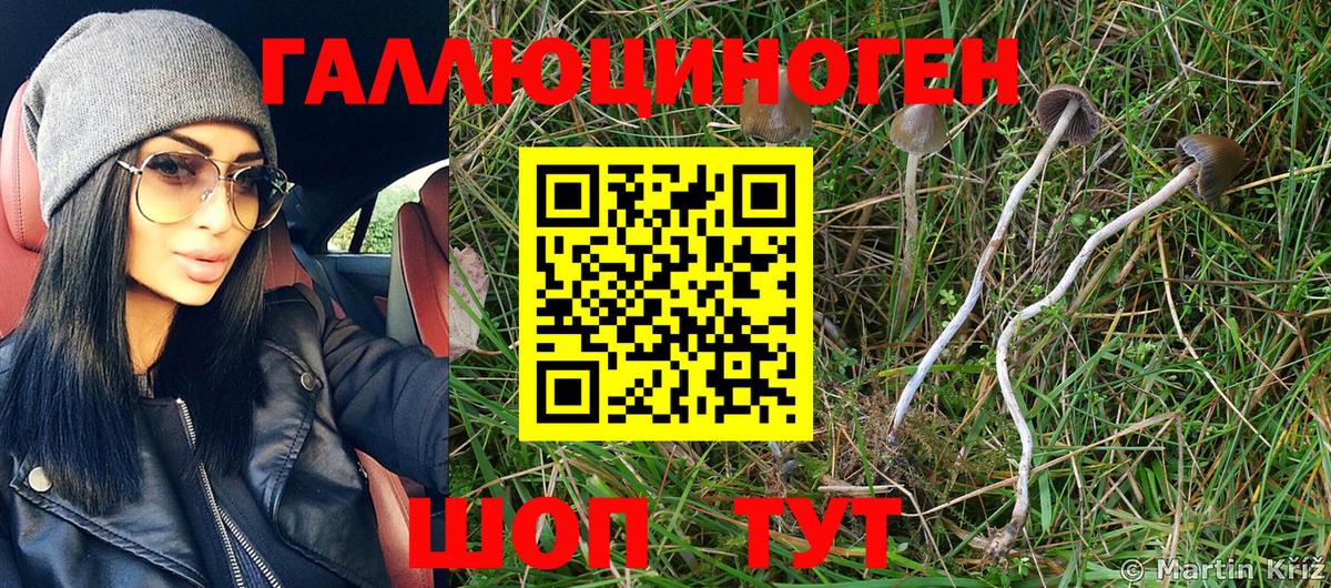 Моздок  что такое наркотик  Вход с VPN  Галлюциногенные грибы Psilocybe 